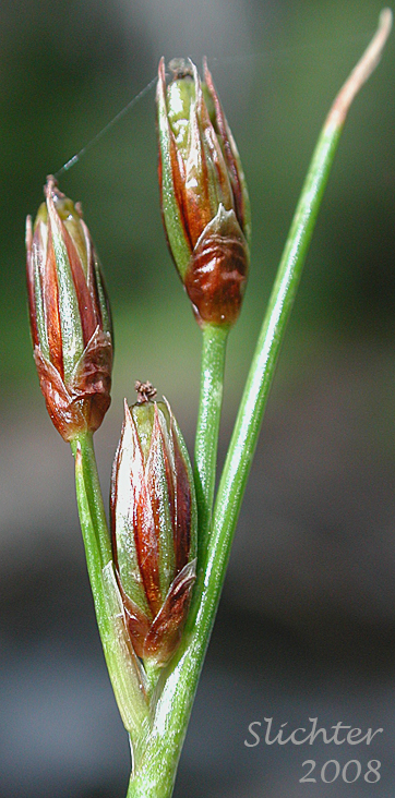 Drummond's Rush, Threeflower Rush: Juncus drummondii (Synonyms: Juncus compressus var. subtriflorus, Juncus drummondii var. drummondii, Juncus drummondii var. longifructus, Juncus drummondii ssp. subtriflorus, Juncus drummondii var. subtriflorus, Juncus pauperculus, Juncus subtriflorus)