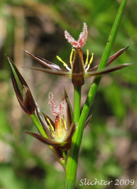 Flower of Drummond's Rush, Threeflower Rush: Juncus drummondii (Synonyms: Juncus compressus var. subtriflorus, Juncus drummondii var. drummondii, Juncus drummondii var. longifructus, Juncus drummondii ssp. subtriflorus, Juncus drummondii var. subtriflorus, Juncus pauperculus, Juncus subtriflorus)