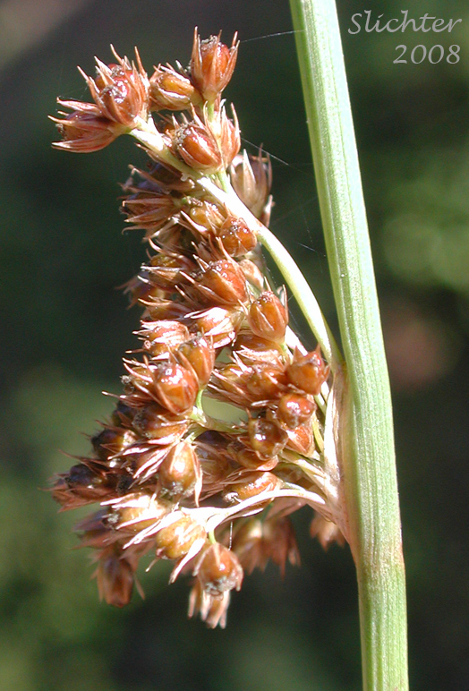 Inflorescence of Common Rush, Lamp Rush, Shiny Rush: Juncus laccatus (Synonym: Juncus effusus var. gracilis)