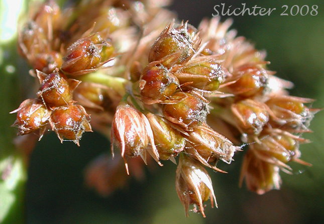 Inflorescence of Common Rush, Lamp Rush, Shiny Rush: Juncus laccatus (Synonym: Juncus effusus var. gracilis)