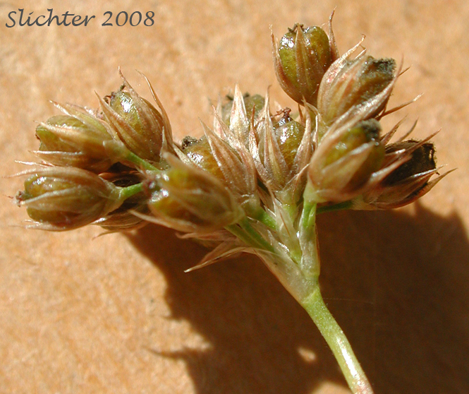 Inflorescence of Common Rush, Lamp Rush, Shiny Rush: Juncus laccatus (Synonym: Juncus effusus var. gracilis)
