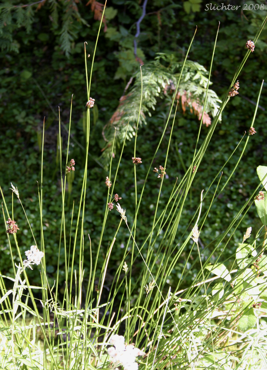 Common Rush, Lamp Rush, Shiny Rush: Juncus laccatus (Synonym: Juncus effusus var. gracilis)