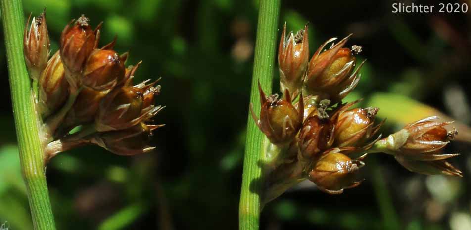 Common Rush, Lamp Rush, Shiny Rush: Juncus laccatus (Synonym: Juncus effusus var. gracilis)