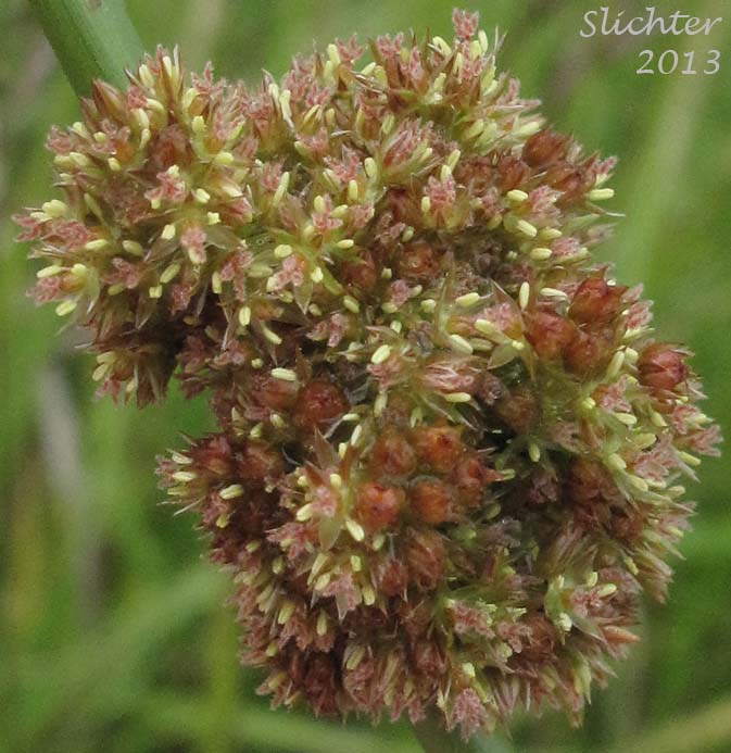 Compact inflorescence of Common Rush, Lamp Rush, Shiny Rush: Juncus laccatus (Synonym: Juncus effusus var. gracilis)