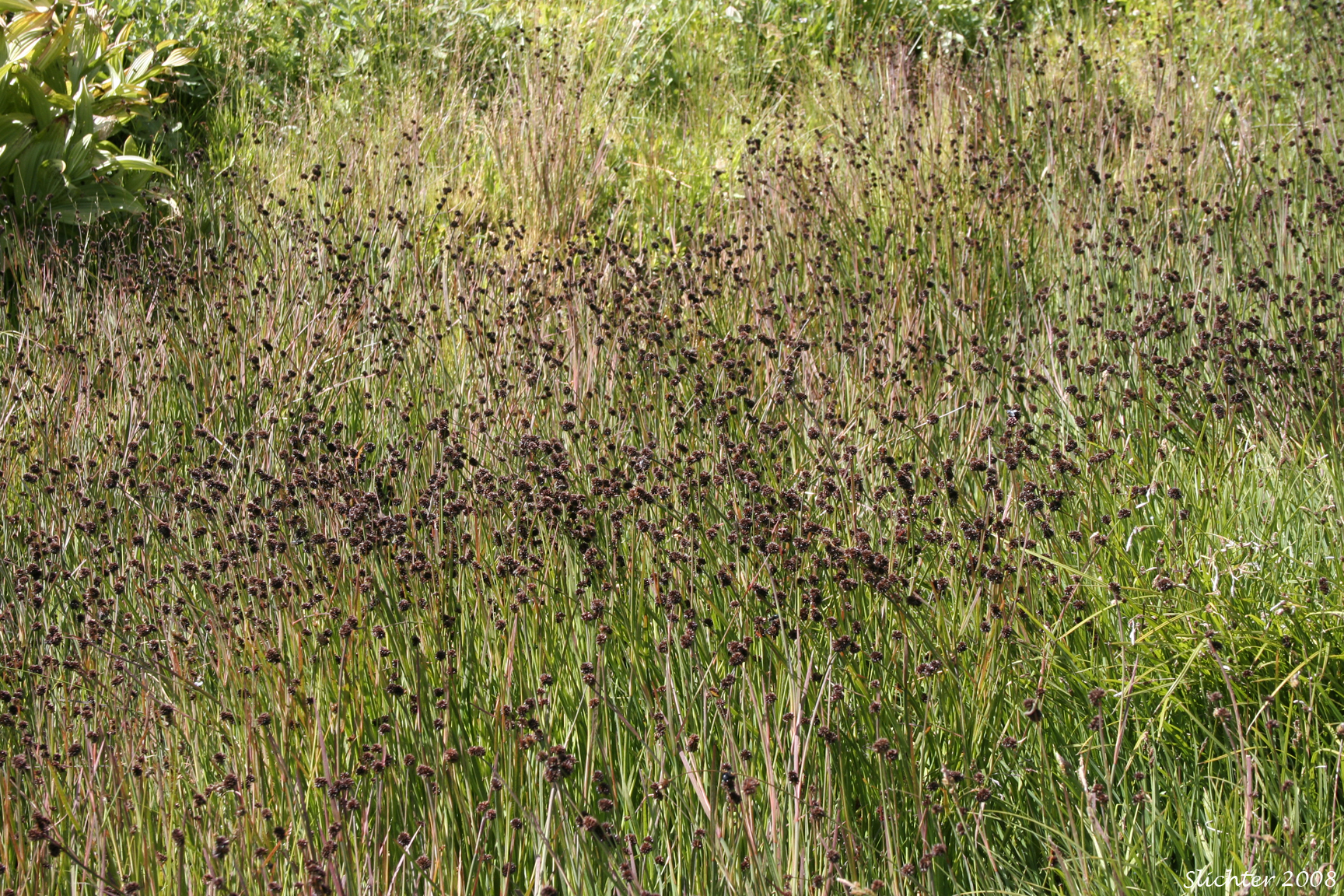 Habitat of Swordleaf Rush, Dagger-leaved Rush: Juncus ensifolius (Synonyms: Juncus ensifolius var. ensifolius, Juncus saximontanus var. saximontanus, Juncus tracyi, Juncus xiphioides, Juncus xiphioides var. triandrus)