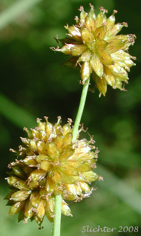 Inflorescence of Swordleaf Rush, Dagger-leaved Rush: Juncus ensifolius (Synonyms: Juncus ensifolius var. ensifolius, Juncus saximontanus var. saximontanus, Juncus tracyi, Juncus xiphioides, Juncus xiphioides var. triandrus)