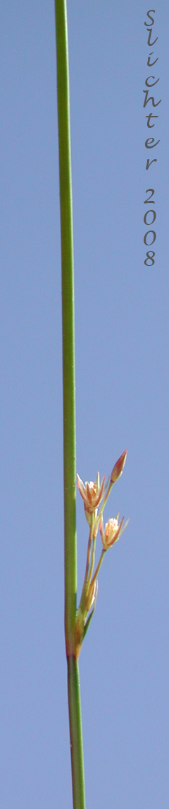 Thread Rush: Juncus filiformis