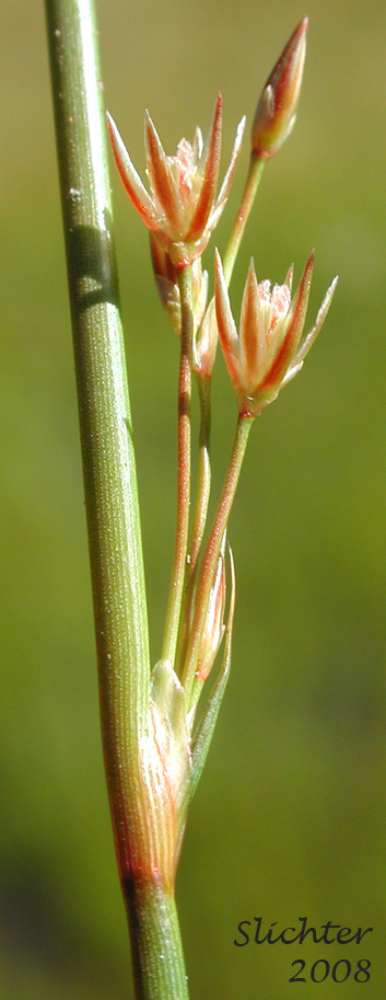 Thread Rush: Juncus filiformis