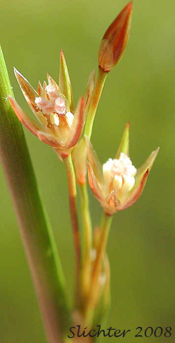 Inflorescence of Thread Rush: Juncus filiformis