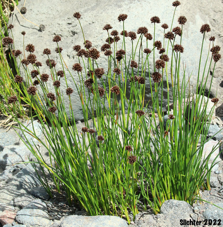 Merten's Rush: Juncus mertensianus (Synonyms: Juncus duranii, Juncus mertensianus var. duranii, Juncus mertensianus var. filifolius, Juncus slwookoorum)