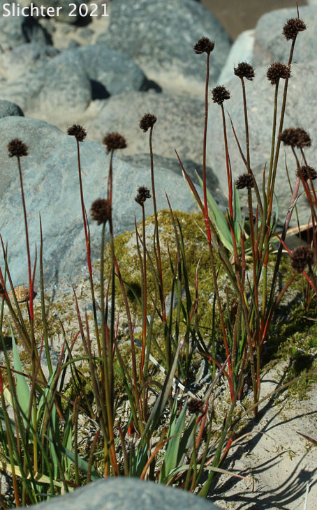 Merten's Rush: Juncus mertensianus (Synonyms: Juncus duranii, Juncus mertensianus var. duranii, Juncus mertensianus var. filifolius, Juncus slwookoorum)