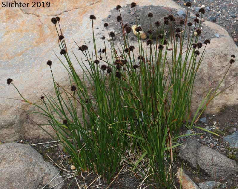Merten's Rush: Juncus mertensianus (Synonyms: Juncus duranii, Juncus mertensianus var. duranii, Juncus mertensianus var. filifolius, Juncus slwookoorum)