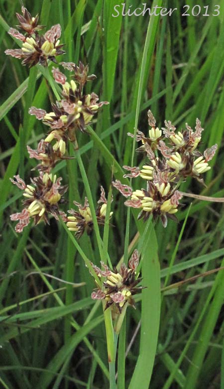 Inflorescence of Columbia Rush, Sierra Rush: Juncus nevadensis var. nevadensis (Synonyms: Juncus badius, Juncus columbianus, Juncus dubius, Juncus mertensianus var. badius, Juncus mertensianus var. columbianus, Juncus mertensianus ssp. gracilis, Juncus nevadensis var. badius, Juncus nevadensis var. columbianus)