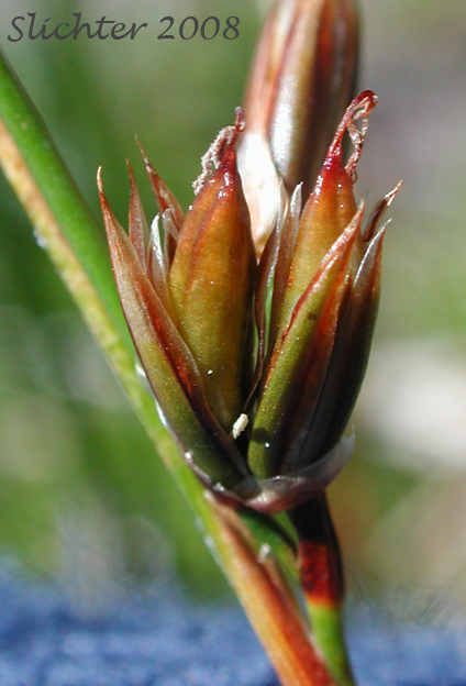 Parry's Rush: Juncus parryi (Synonyms: Juncus drummondii var. parryi, Juncus hallii)