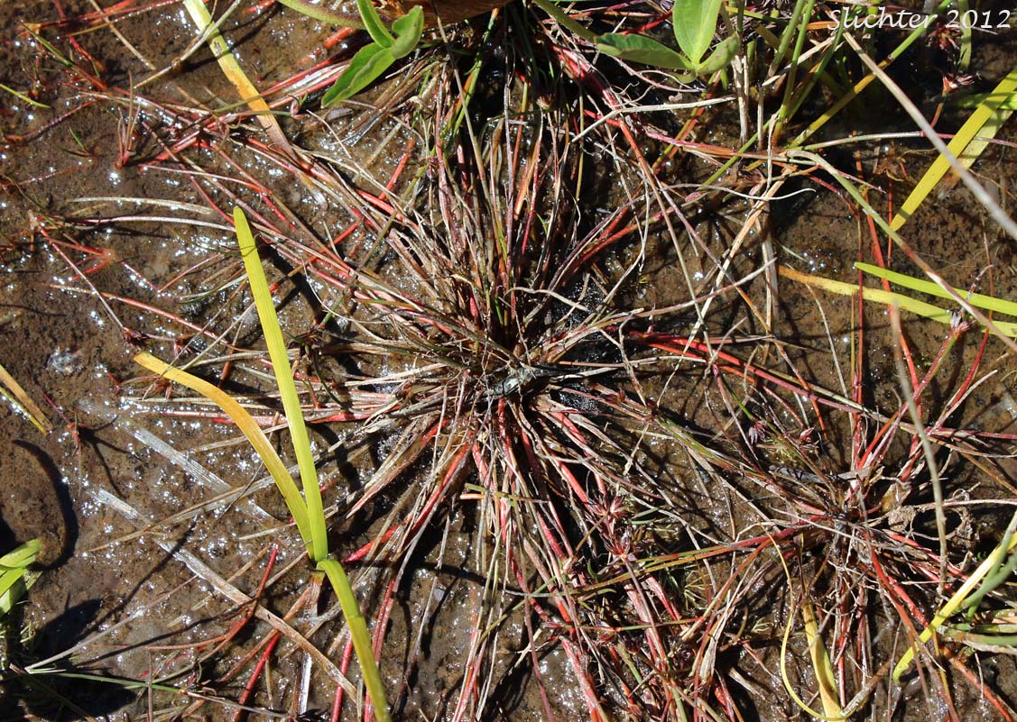 Hairyleaf Rush, Hairy-leaf Rush, Hair-leaved Rush, Spreading Rush: Juncus supiniformis (Synonyms: Juncus oreganus, Juncus paucicapitatus)