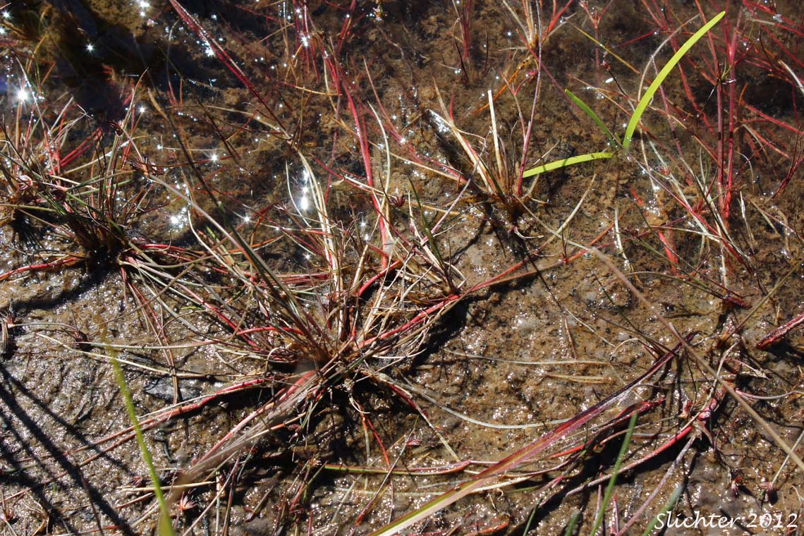 Hairyleaf Rush, Hairy-leaf Rush, Hair-leaved Rush, Spreading Rush: Juncus supiniformis (Synonyms: Juncus oreganus, Juncus paucicapitatus)