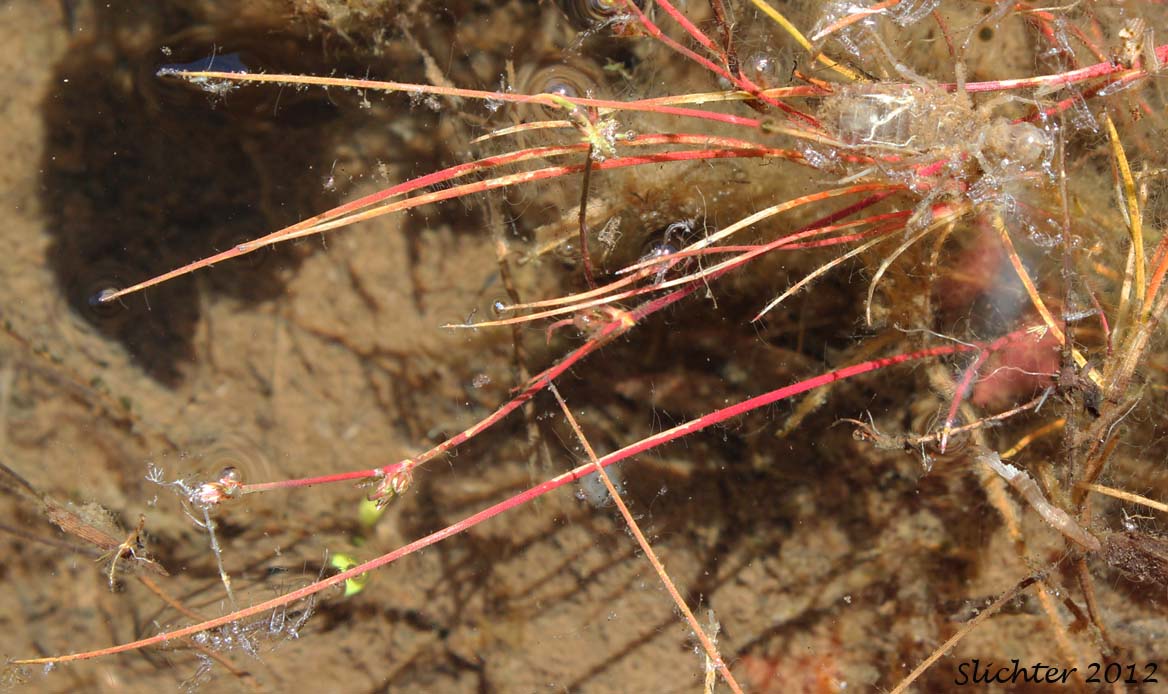 Hairyleaf Rush, Hairy-leaf Rush, Hair-leaved Rush, Spreading Rush: Juncus supiniformis (Synonyms: Juncus oreganus, Juncus paucicapitatus)