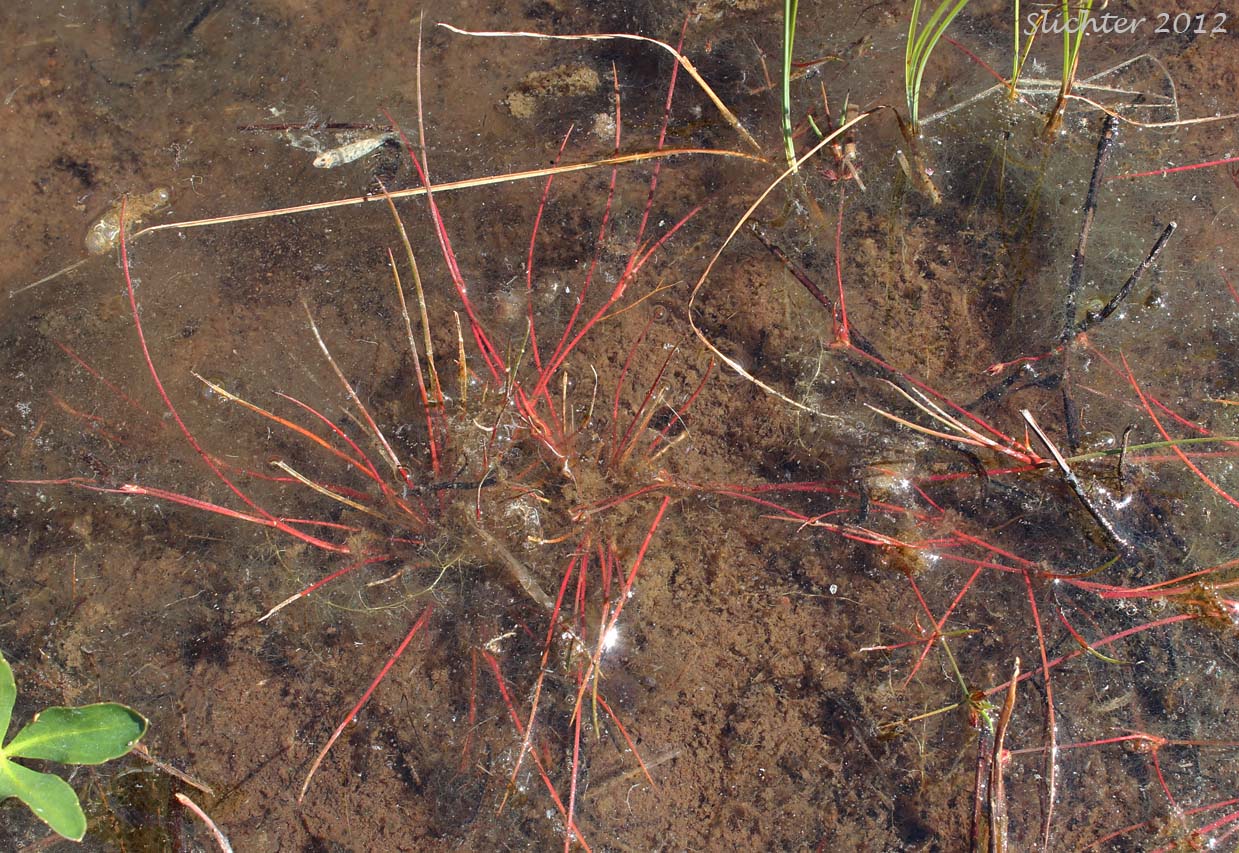 Hairyleaf Rush, Hairy-leaf Rush, Hair-leaved Rush, Spreading Rush: Juncus supiniformis (Synonyms: Juncus oreganus, Juncus paucicapitatus)