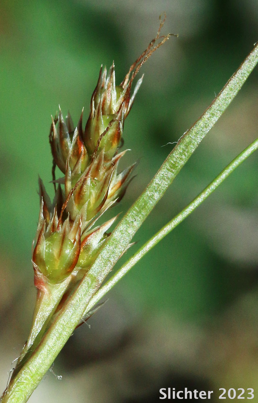Pacific Woodrush: Luzula comosa var. laxa