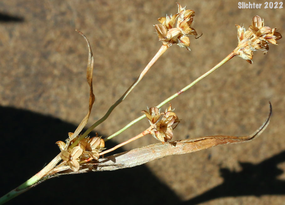 Inflorescence of Pacific Woodrush: Luzula comosa var. laxa
