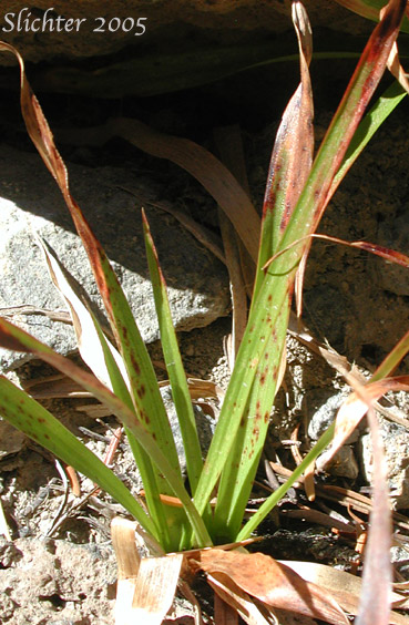 Basal leaves of Hitchcock's Woodrush, Smooth Woodrush: Luzula hitchcockii (Synonyms: Luzula glabrata, Luzula glabrata var. hitchcockii)