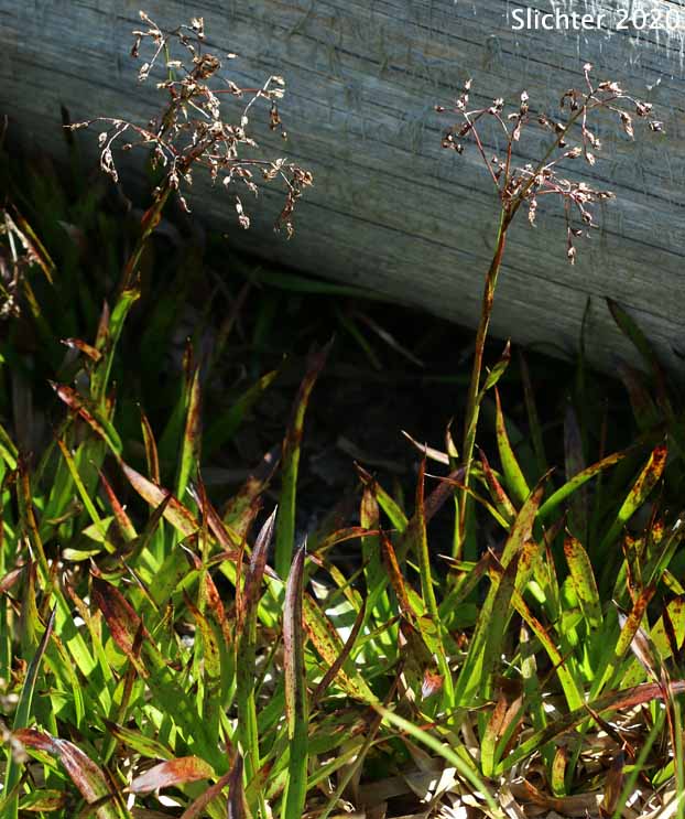 Hitchcock's Woodrush, Hitchcock's Smooth Woodrush, Smooth Woodrush: Luzula hitchcockii (Synonyms: Luzula glabrata, Luzula glabrata var. hitchcockii)