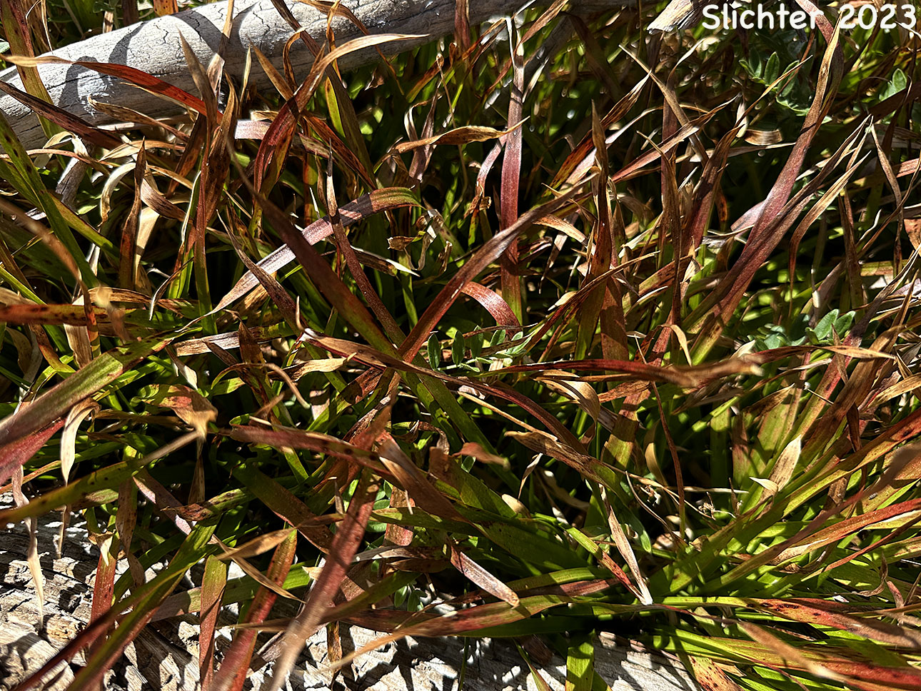 Foliage of Hitchcock's Woodrush, Hitchcock's Smooth Woodrush, Smooth Woodrush: Luzula hitchcockii (Synonyms: Luzula glabrata, Luzula glabrata var. hitchcockii)