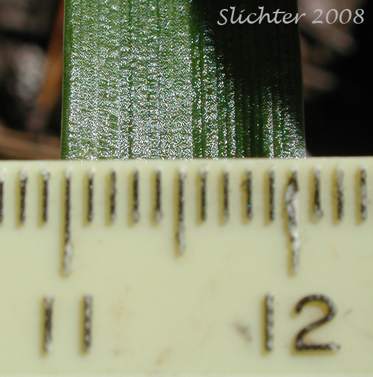 Leaf diameter of Hitchcock's Woodrush, Hitchcock's Smooth Woodrush, Smooth Woodrush: Luzula hitchcockii (Synonyms: Luzula glabrata, Luzula glabrata var. hitchcockii)