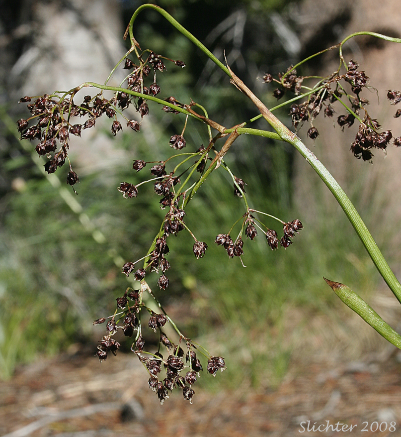 Inflorescence of Hitchcock's Woodrush, Hitchcock's Smooth Woodrush, Smooth Woodrush: Luzula hitchcockii (Synonyms: Luzula glabrata, Luzula glabrata var. hitchcockii)