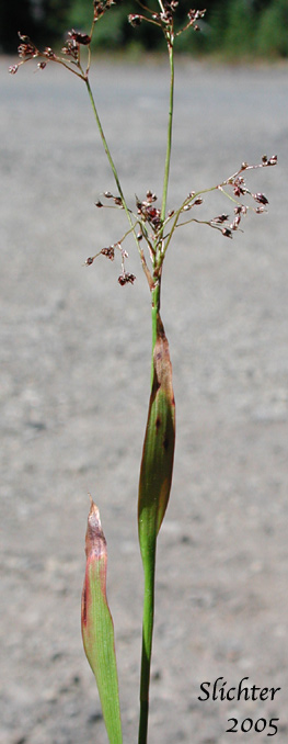 Inflorescence of Hitchcock's Woodrush, Smooth Woodrush: Luzula hitchcockii (Synonyms: Luzula glabrata, Luzula glabrata var. hitchcockii)