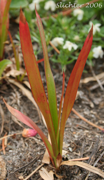 Basal leaves of Hitchcock's Woodrush, Smooth Woodrush: Luzula hitchcockii (Synonyms: Luzula glabrata, Luzula glabrata var. hitchcockii)