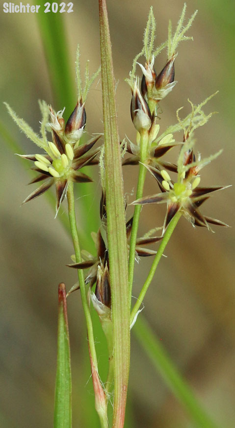 Large-anthered Woodrush, Prairie Woodrush: Luzula macrantha (Synonyms: Juncoides comosa var. macrantha, Luzula campestris var. macrantha, Luzula comosa var. macrantha)