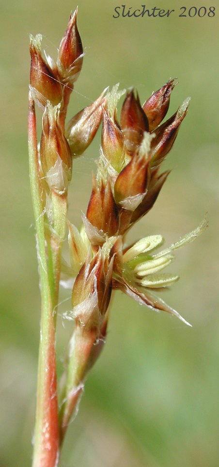 Inflorescence of Large-anthered Woodrush, Prairie Woodrush: Luzula macrantha (Synonyms: Juncoides comosa var. macrantha, Luzula campestris var. macrantha, Luzula comosa var. macrantha)