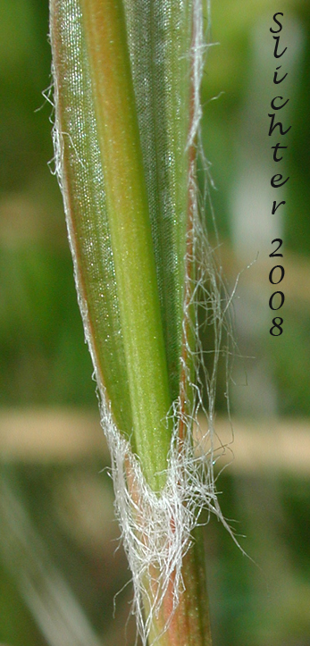 Stem leaf of Large-anthered Woodrush, Prairie Woodrush: Luzula macrantha (Synonyms: Juncoides comosa var. macrantha, Luzula campestris var. macrantha, Luzula comosa var. macrantha)