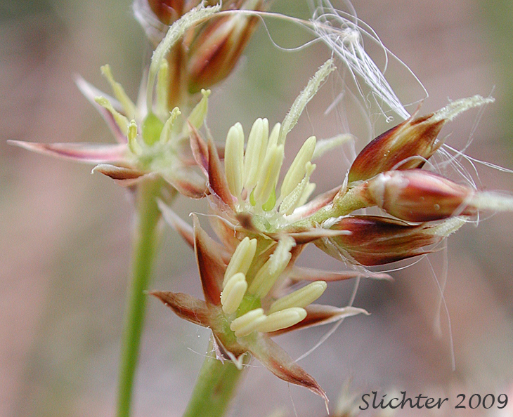 Flower of Large-anthered Woodrush, Prairie Woodrush: Luzula macrantha (Synonyms: Juncoides comosa var. macrantha, Luzula campestris var. macrantha, Luzula comosa var. macrantha)