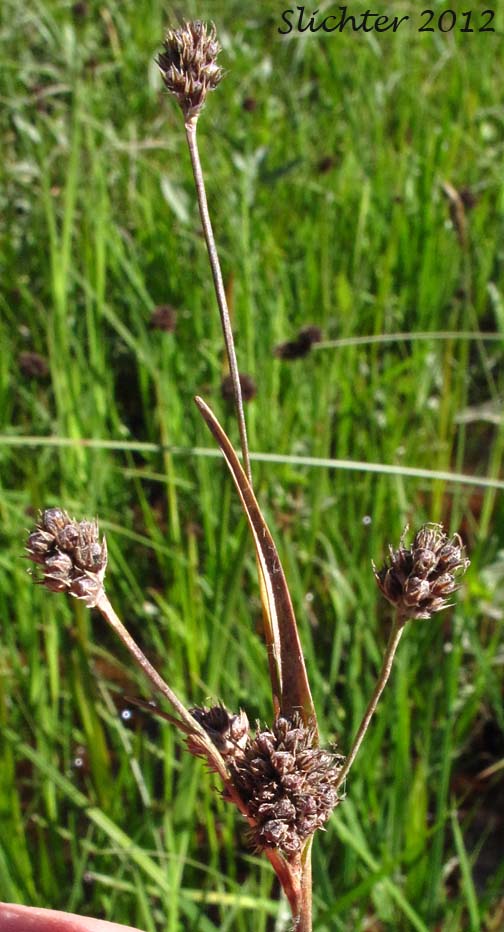 Close-up of the inflorescence (past bloom) of Common Woodrush, Many-flowered Woodrush: Luzula multiflora (Synonyms: Luzula campestris, Luzula campestris var. congesta, Luzula campestris var. frigida, Luzula campestris var. multiflora, Luzula congesta, Luzula multiflora var. congesta, Luzula multiflora ssp. congesta, Luzula multiflora ssp. frigida, Luzula multiflora ssp. multiflora, Luzula multiflora var. multiflora, Luzula subcongesta)