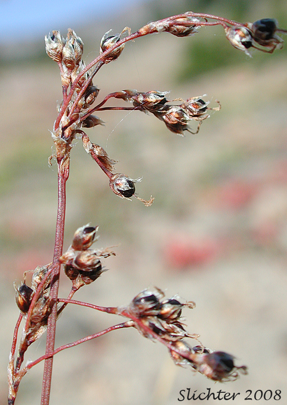 Piper's Woodrush: Luzula piperi (Synonym: Luzula wahlenbergii)
