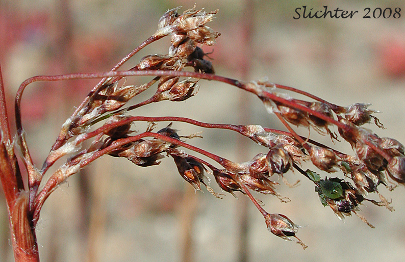 Piper's Woodrush: Luzula piperi (Synonym: Luzula wahlenbergii)