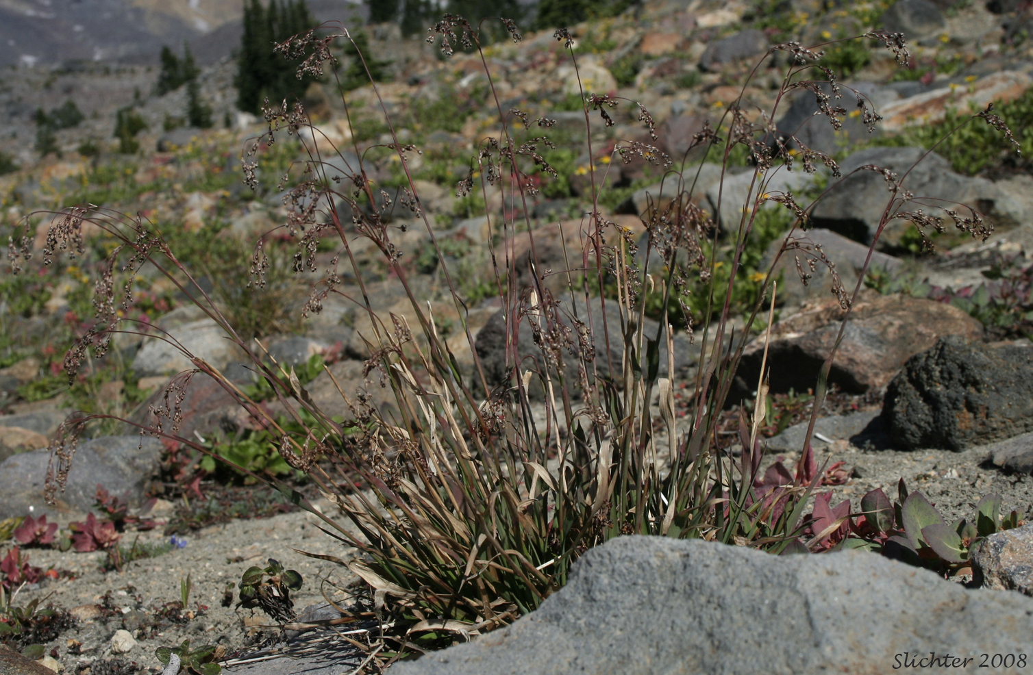 Piper's Woodrush: Luzula piperi (Synonym: Luzula wahlenbergii)