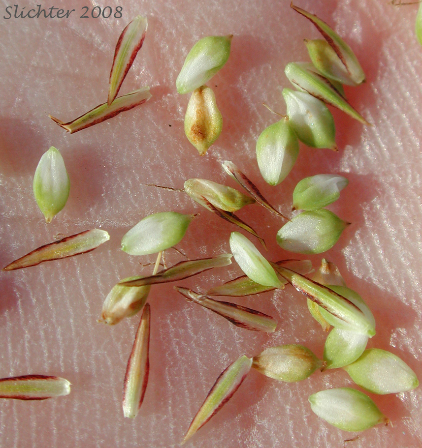 Perigynia of Water Sedge: Carex aquatilis var. aquatilis (Synonyms: Carex acutinella, Carex interimus, Carex pachystoma, Carex suksdorfii, Carex variabilis)