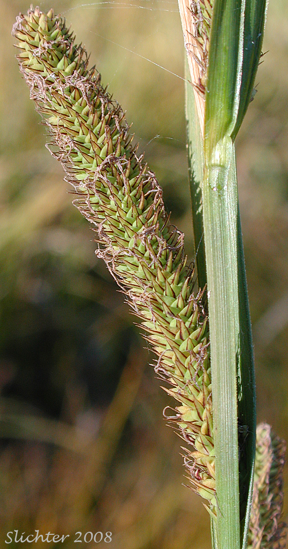 Water Sedge: Carex aquatilis var. aquatilis (Synonyms: Carex acutinella, Carex interimus, Carex pachystoma, Carex suksdorfii, Carex variabilis)