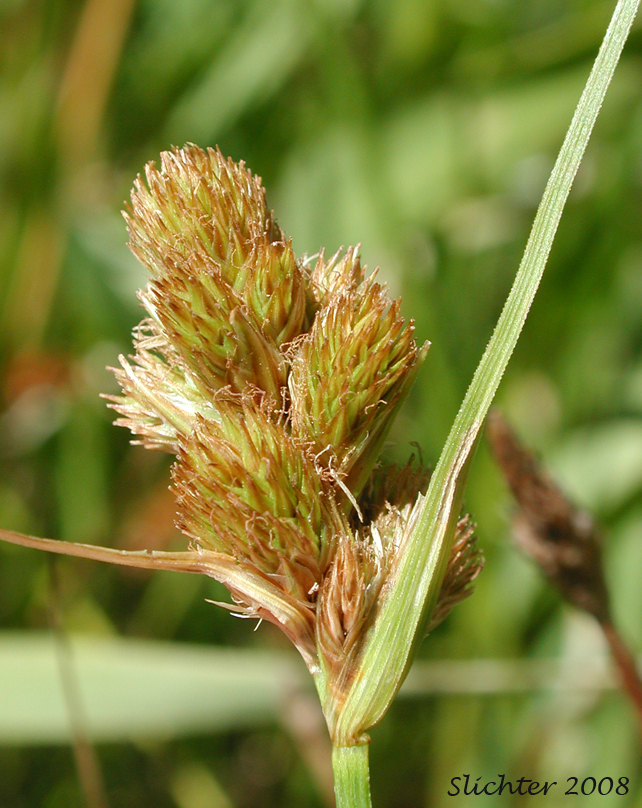 Inflorescence of Slenderbeak Sedge, Slender-beak Sedge, Slender-beaked Sedge: Carex athrostachya (Synonym: Carex atherostachya (misspelled)