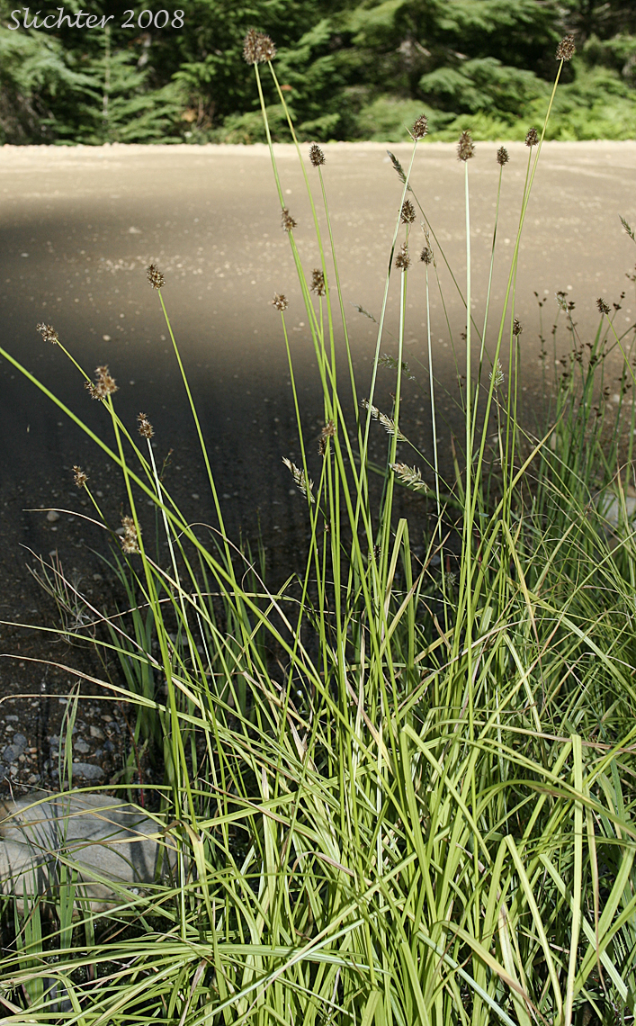 Slenderbeak Sedge, Slender-beak Sedge, Slender-beaked Sedge: Carex athrostachya (Synonym: Carex atherostachya (misspelled)