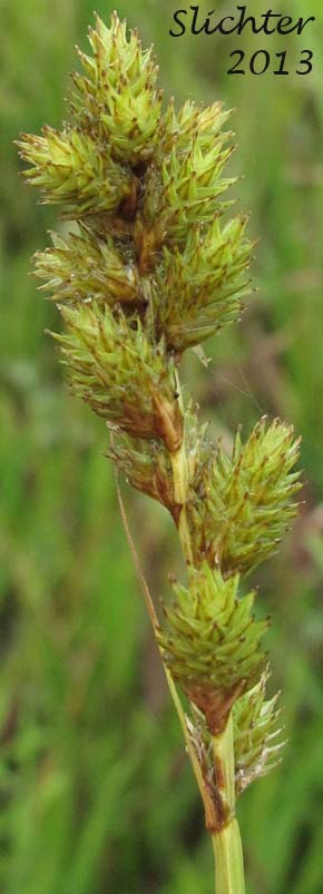 Greensheathed Sedge, Green-sheath Sedge Carex feta Synonym: Carex straminea var. mixta