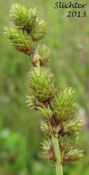 Inflorescence of Greensheathed Sedge, Green-sheath Sedge Carex feta Synonym: Carex straminea var. mixta