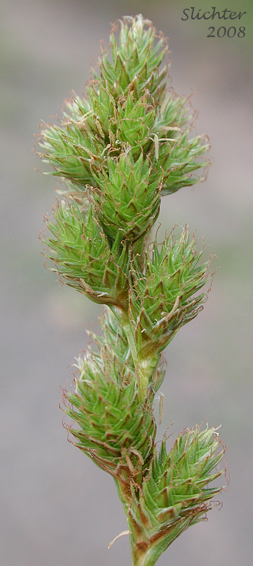 ragile-sheath Sedge, Fragile-sheathed Sedge: Carex fracta