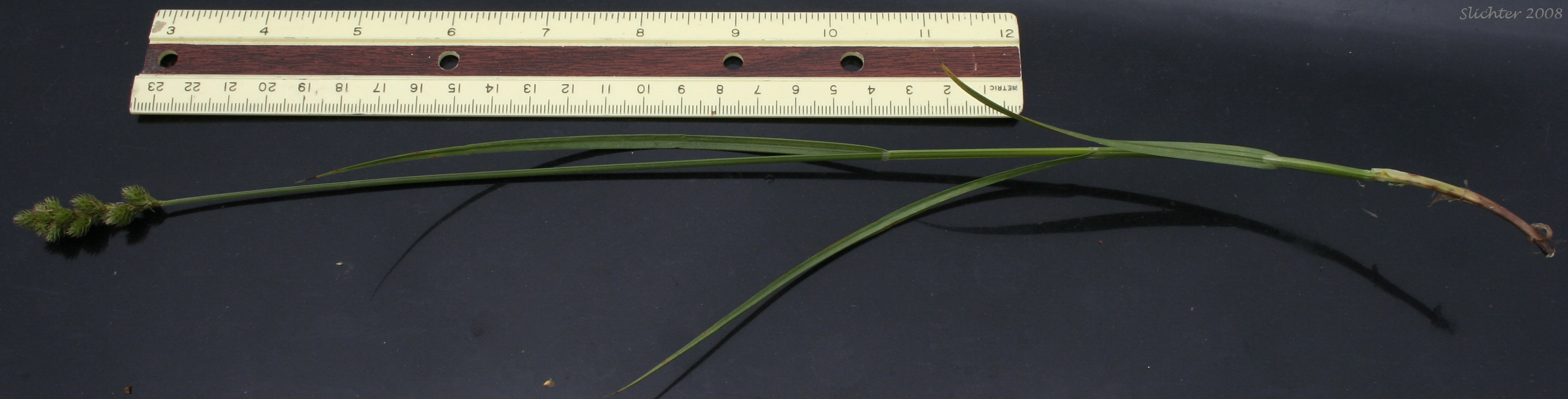 ragile-sheath Sedge, Fragile-sheathed Sedge: Carex fracta
