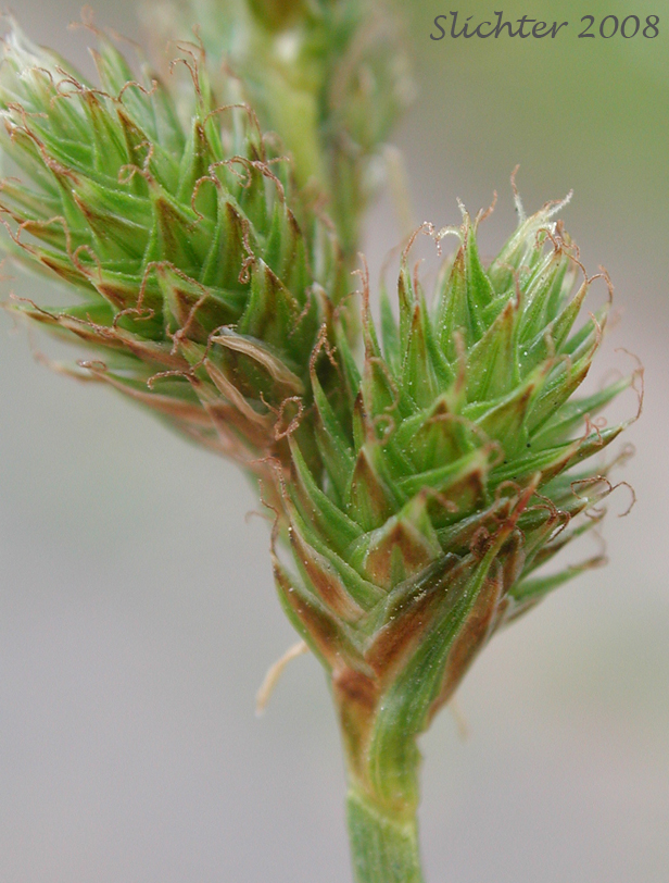 ragile-sheath Sedge, Fragile-sheathed Sedge: Carex fracta