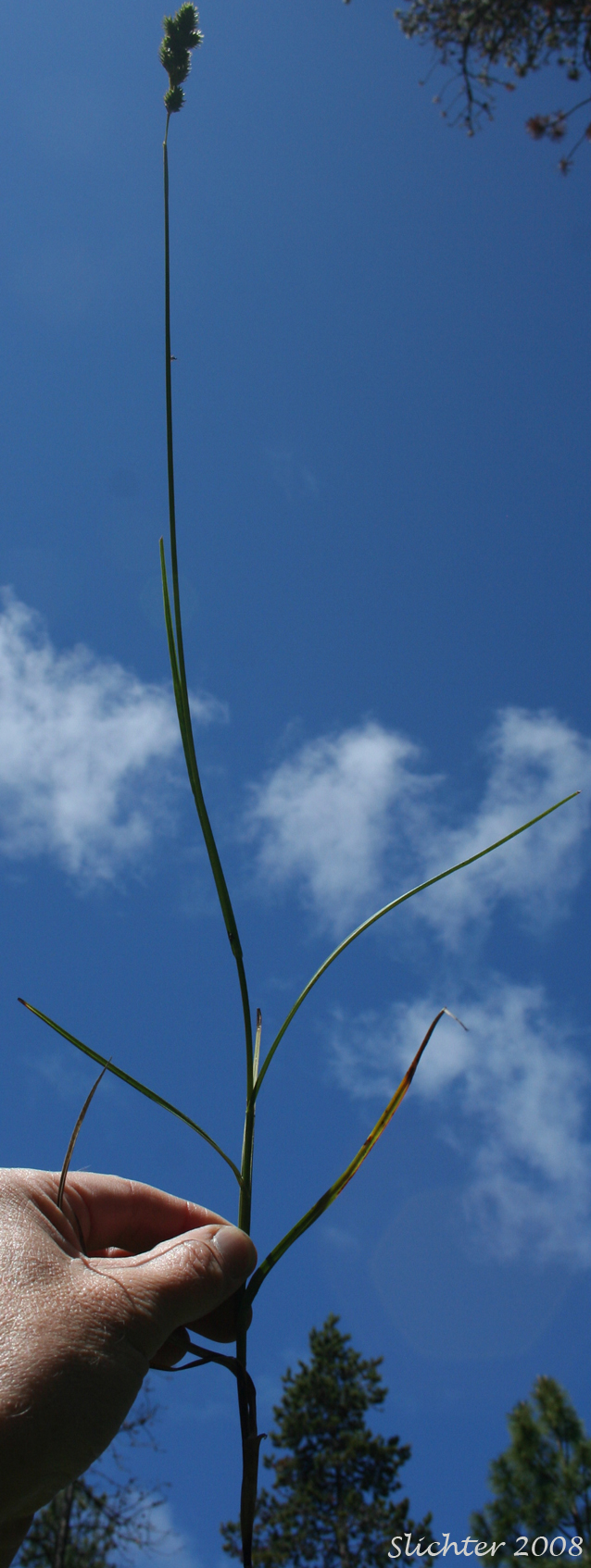 ragile-sheath Sedge, Fragile-sheathed Sedge: Carex fracta