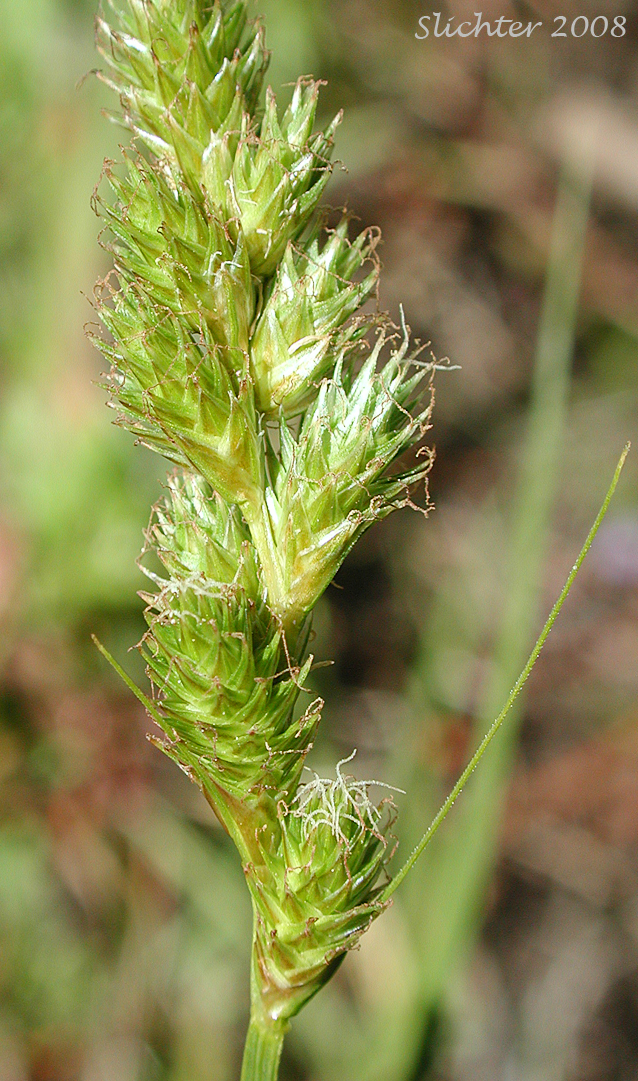 Inflorescence of ragile-sheath Sedge, Fragile-sheathed Sedge: Carex fracta